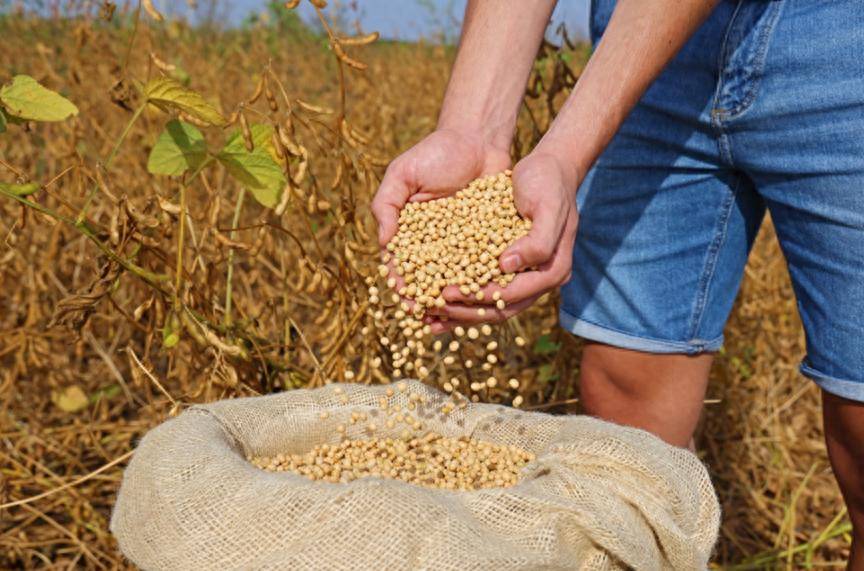 皇冠信用网登123出租_特朗普还没登机皇冠信用网登123出租,中国买800万吨美国大豆,美媒争相“报喜”,实则中美角色已互换