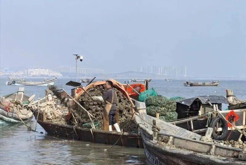 皇冠信用登2代理_批发价2元一斤皇冠信用登2代理,青岛这种海鲜卖爆了,1600万斤已上岸……